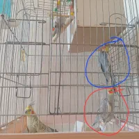 2ماهه|پرنده|تهران, آسمان|دیوار