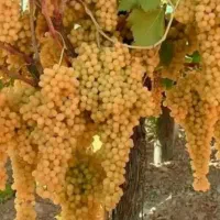 باغ-انگور-فارسجین