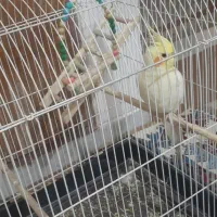 میز نهار خوری ۴ نفره ترک