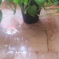 گل پتوس و سانسوریا