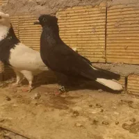 فروش سیاه دمسفید ماده