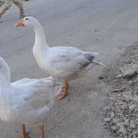 غاز ۲ عدد