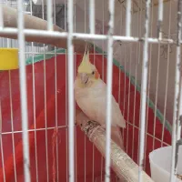 عروس هلندی ماده