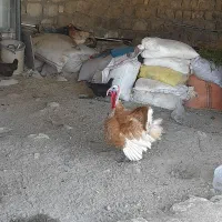 بوقلمون نر