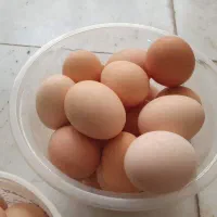 تخم مرغ محلی نطفه دار