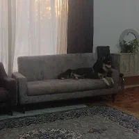 سگ هاسکی سالم نر