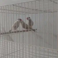 فنچ نرگسی شکلاتی مولد