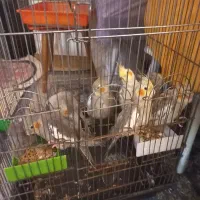 عروس هلندی چهار ماهه