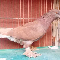 کفتر
