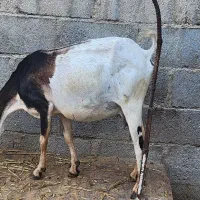 دوعد بز فروشی