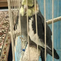 عروس هلندی مرغ مینا