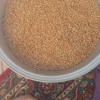 نخود تازه وخوش پخت