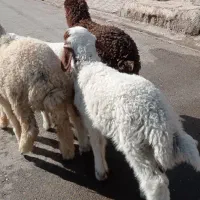 بره نر عراقی چاق چاق