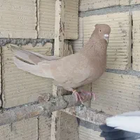 کبوتر پرشی