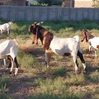 نر بز تکه