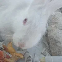 یک خرگوش نر سفید چشم شرابی