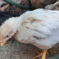 جوجه مرغ دو ماهه|حیوانات مزرعه|گناباد, |دیوار