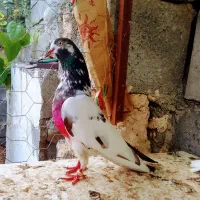 کبوتر تیدی بلند پرواز
