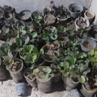 گل لوبیا سحرآمیز