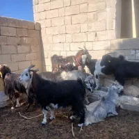 بز کهره دار