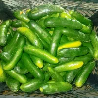 خیارشور خانگی