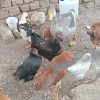 ۲۰عدد حیوان فقط ۷۳۰۰