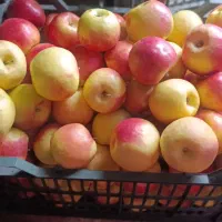 سیب مخصوص آب سیب