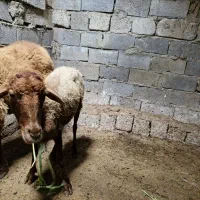 گوسفند وره مار