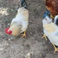 خروس