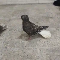 کفتر کبوتر دم سفید شکلاتی