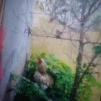 خروس درشت محلی
