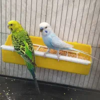 مرغ عشق با تخم