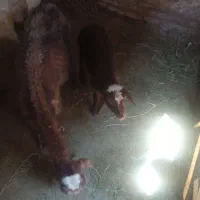 گوسفند