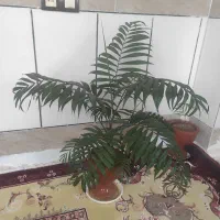 گلهای خونگی مقاوم و آرامش بخش