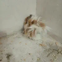 خوکچه هندی موبلند فشن
