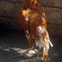 خروس لاری به شرط