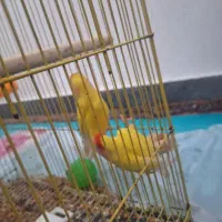 طوطی برزیلی