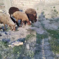 گوسفند بره دار