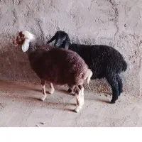 بره ماده . بز . میش