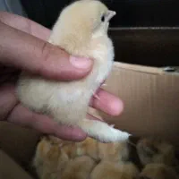 جوجه امپراطور اصل