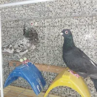 کبوتر دورگ