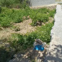 فروش باغ ویلا