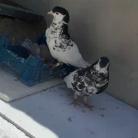 جفت افشون