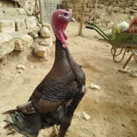 بوقلمون ارگانیک