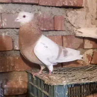 پرنده|پرنده|نقده, |دیوار