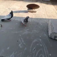 کبوترا همش نقش درجه یک بشرط تخم جوجه