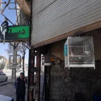 بوله پر مست
