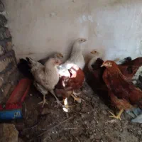 جوجه مرغ  خروس