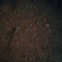 کود مرغی کاملا خشک