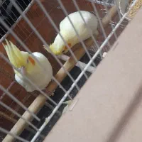 عروس هلندی